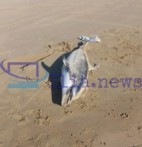 Μικρό δελφίνι ξεβράστηκε νεκρό στην παραλία δίπλα από το αντλιοστάσιο Καβουρίου-Αδιαφορία για την ταφή του…(φώτο)