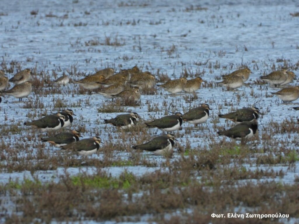 Πραγματοποιήθηκαν οι Μεσοχειμωνιάτικες Καταμετρήσεις  Υδρόβιων Πουλιών στο Εθνικό Πάρκο Υγροτόπων Κοτυχίου – Στροφυλιάς & στη λίμνη Καϊάφα (photos)