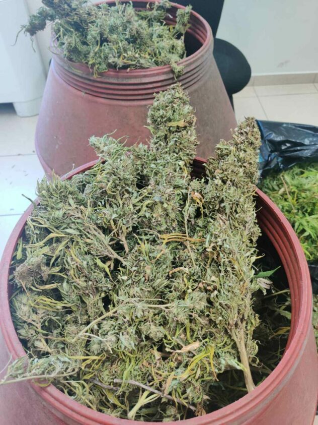 Κάστρο Κυλλήνης: Είχε φυτεία με 32 δενδρύλλια κάνναβης 3 μέτρων και 22 κιλά ναρκωτικά- Συνελήφθη άτομο για καλλιέργεια και κατοχή ναρκωτικών και παράνομη οπλοκατοχή (photos)