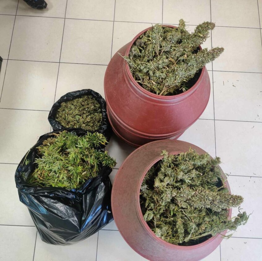 Κάστρο Κυλλήνης: Είχε φυτεία με 32 δενδρύλλια κάνναβης 3 μέτρων και 22 κιλά ναρκωτικά- Συνελήφθη άτομο για καλλιέργεια και κατοχή ναρκωτικών και παράνομη οπλοκατοχή (photos)